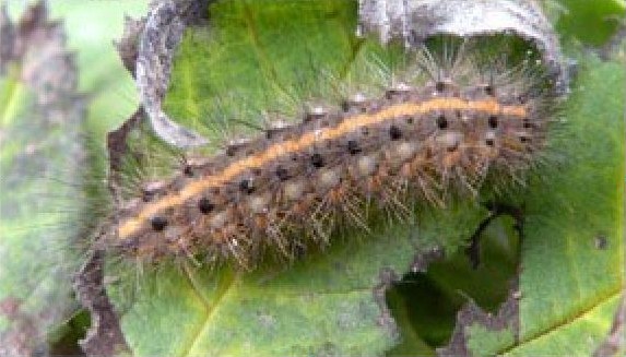 Phragmatopia luctifera...?